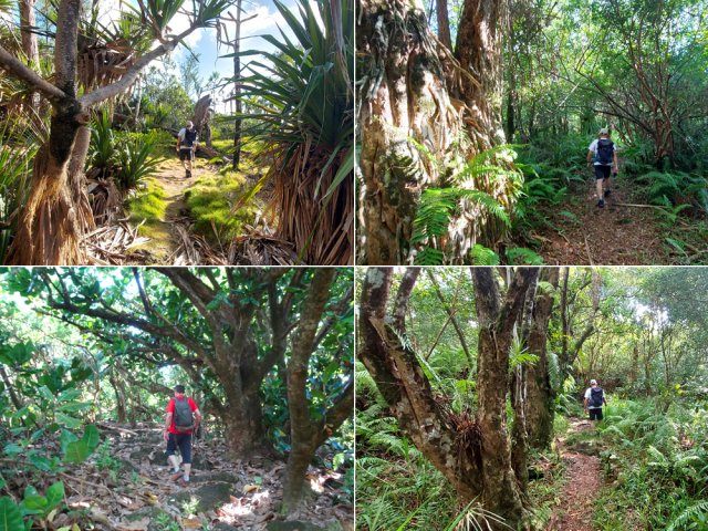 On rencontre de beaux spécimens d'arbres tout au long du parcours