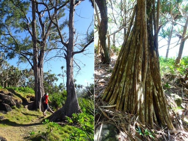Les filaos et pandanus sont les plus nombreux