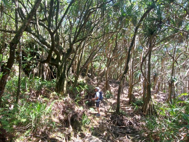 Encore un bel arbre méritant une halte