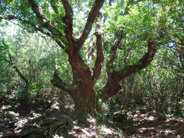 Ce vénérable ancêtre annonce l'arrivée proche à la route
