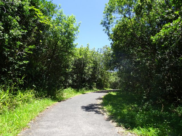 La route forestière vers la RN2, seule pente de la journée