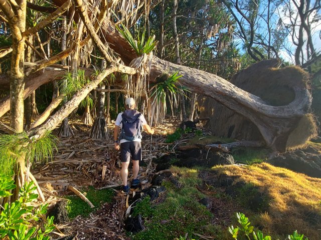 Sans racines profondes, les filaos sont vulnérables au vent