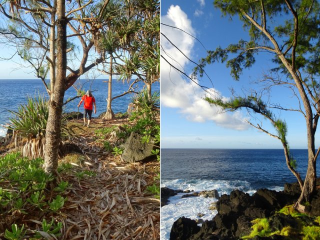 Beaucoup de vacoas en plus des filaos