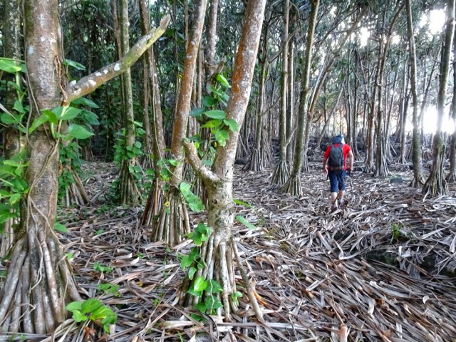 Les vacoas (pandanus) laissent d'épaisses couches de feuilles sèches