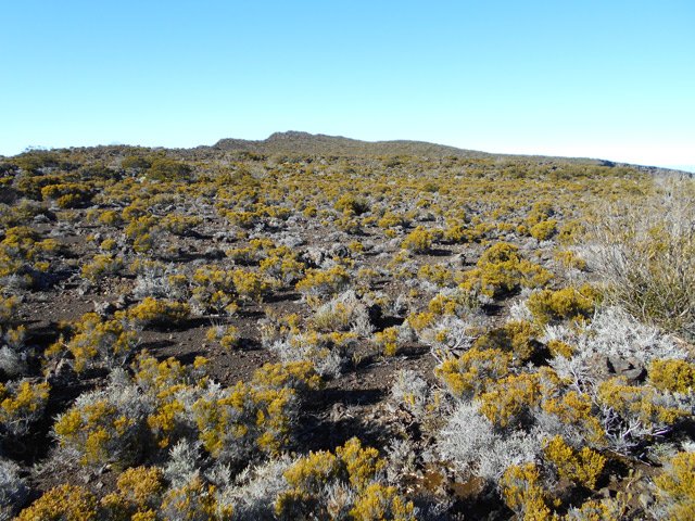 Une bonne idée de la végétation jusqu'au sommet du morne