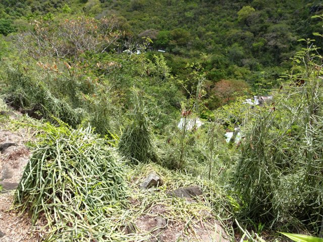Les lianes carrées envahissent certains abords du chemin