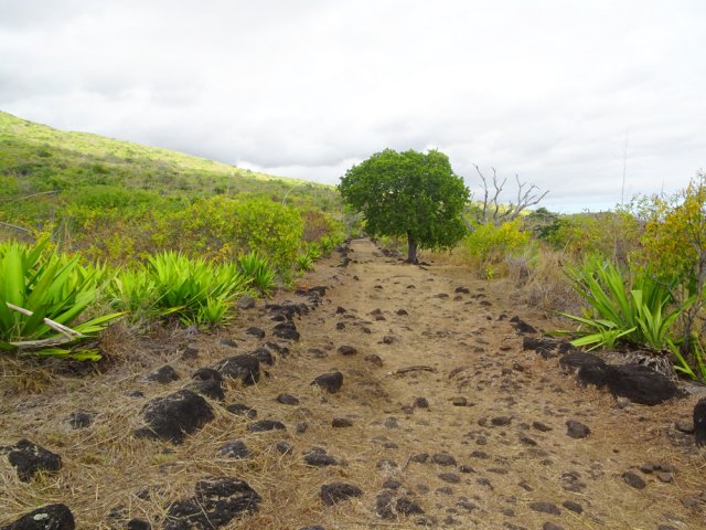 L'herbe envahit souvent le parcours