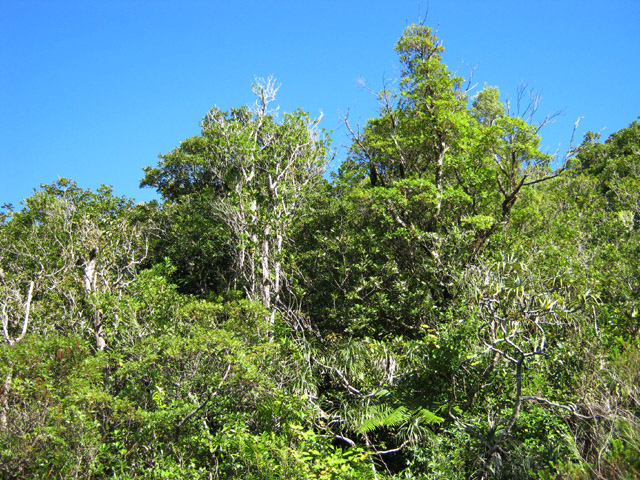 Les bois de couleur qui abritent des merles invisibles mais bruyants