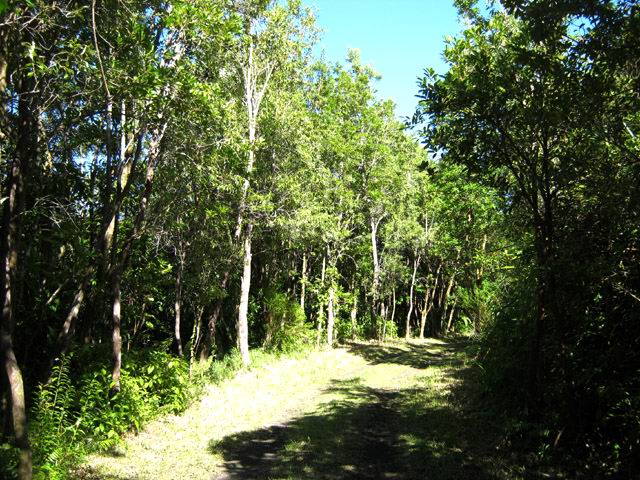 La piste à son début, bordée de très beaux arbres