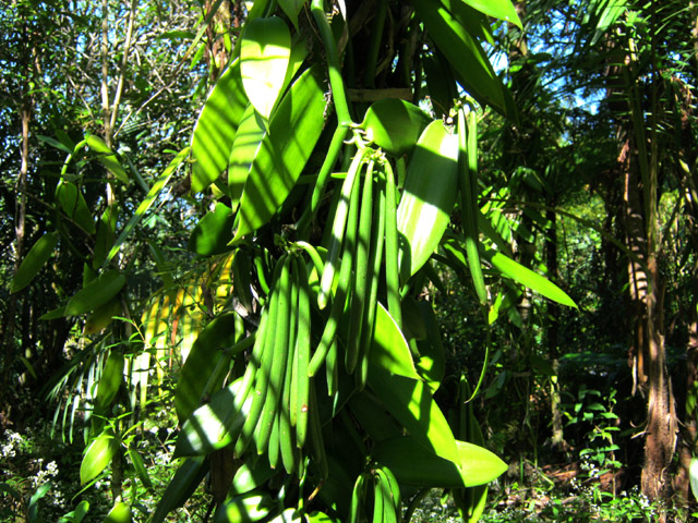 On rencontre, sur la gauche, une plantation de vanille