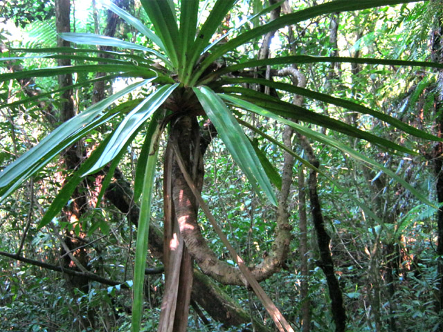 Un seul instinct pour les plantes : retrouver la lumière