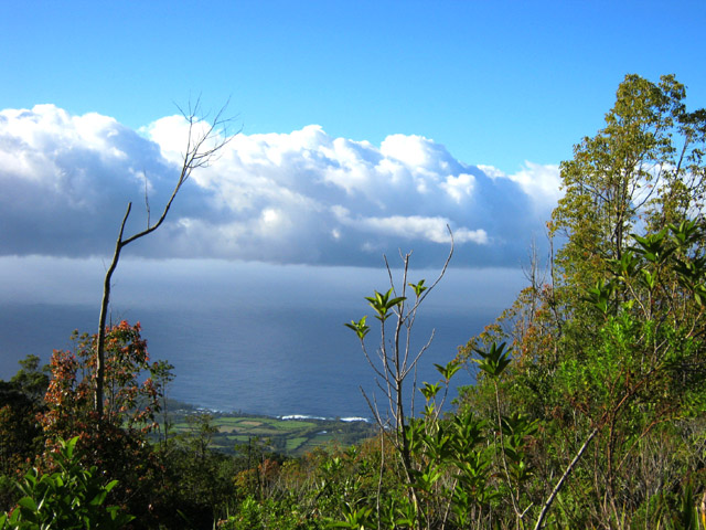 Quelques trouées permettent d'apercevoir l'océan