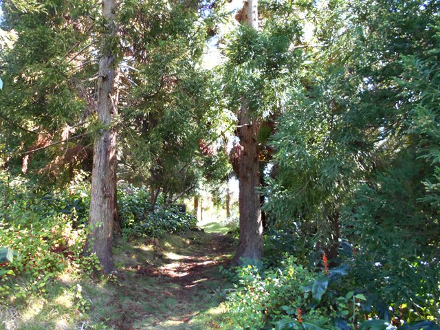 Premiers cryptomerias