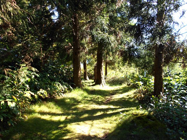 Agréable sentier herbeux