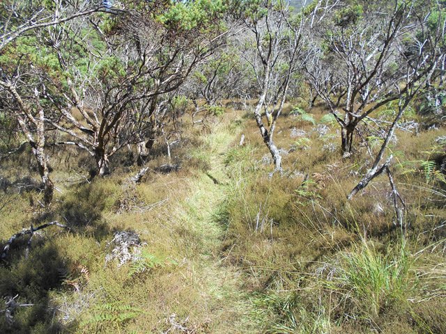 Les passages nombreux entretiennent le sentier étroit et plat