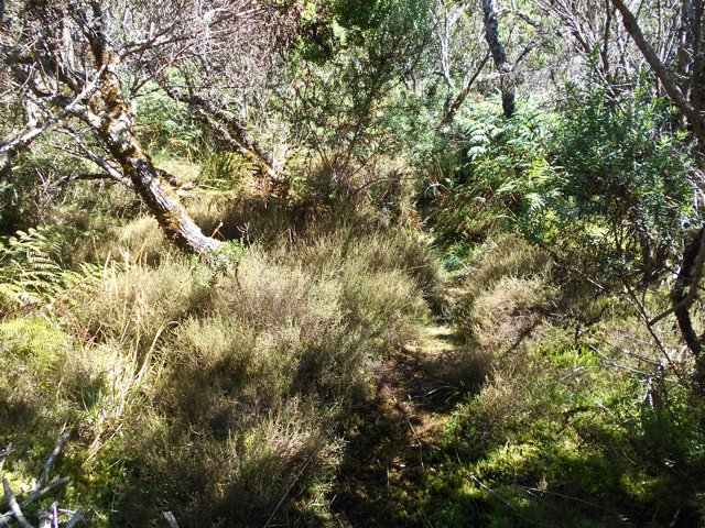 Il est même presque large par endroits