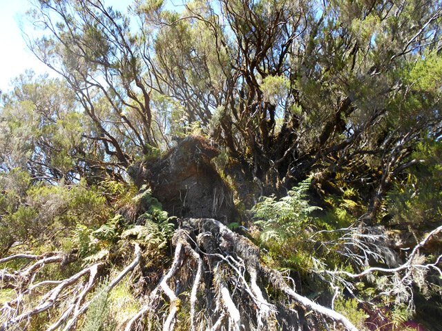 Des branles verts dégringolent des flancs du Piton des Trois Mares