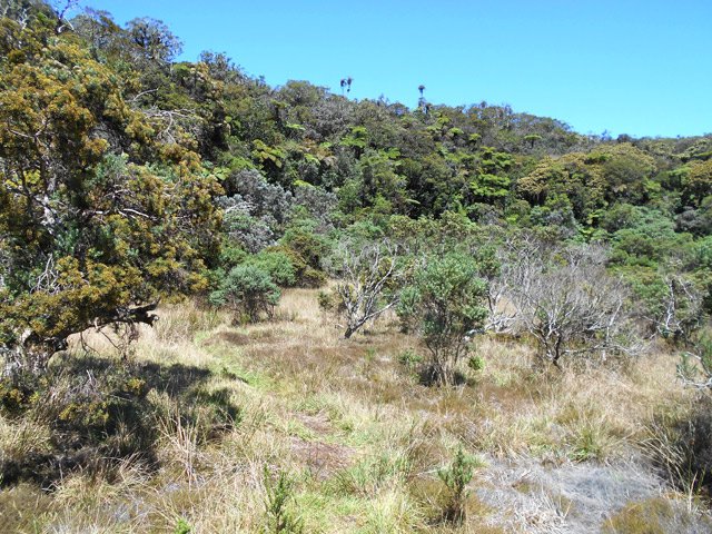 Le sentier herbeux reste visible