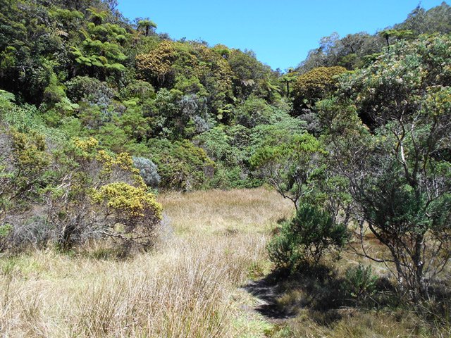 On parvient au pied du piton des Trois Mares
