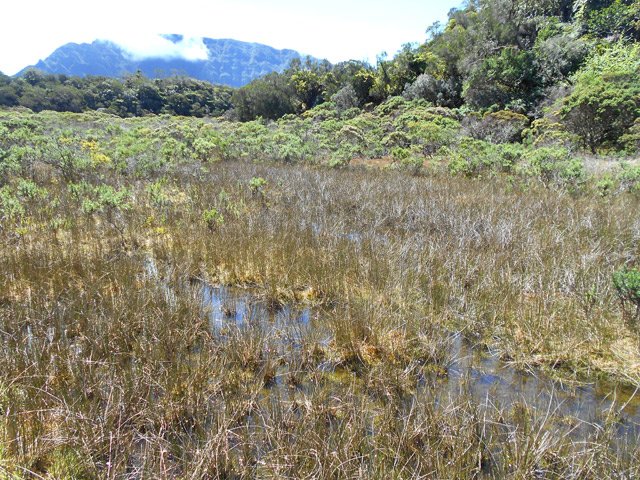 La partie la plus marécageuse mais sur un sol ferme