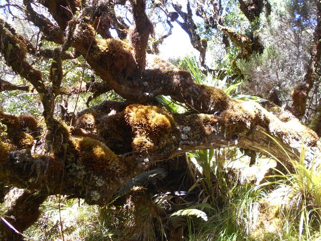 On remarque un peu partout de magnifiques branles recouverts de mousse