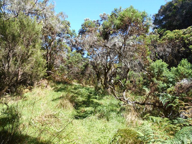 Une petite clairière ressemblant à une prairie