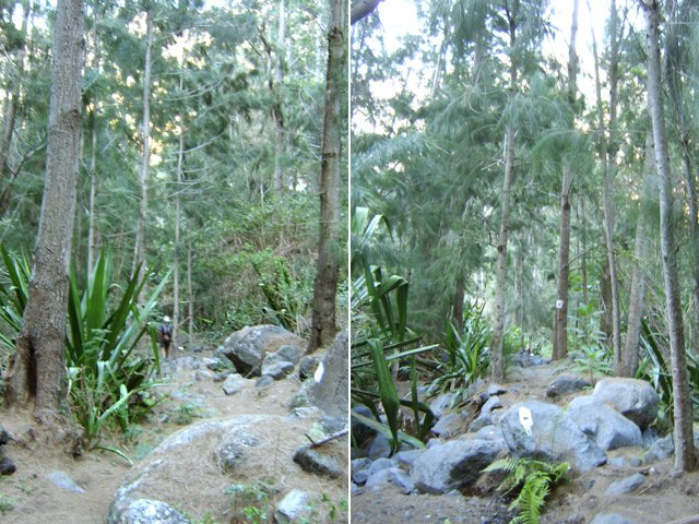 Le long du ruisseau sous les filaos, à travers les cailloux