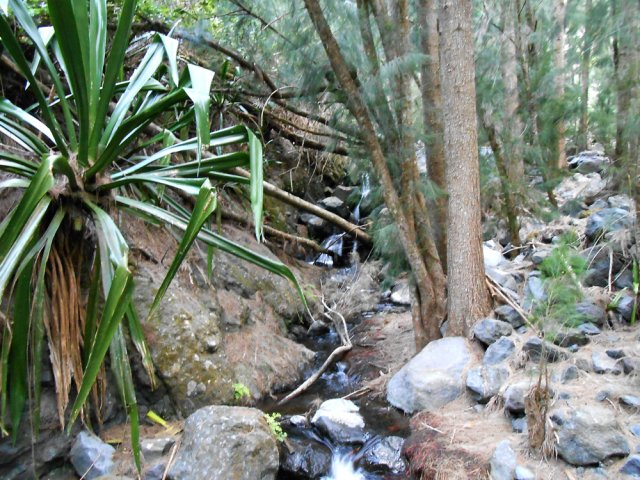 Traversées nombreuses de la Ravine Henri Dijoux sous les filaos