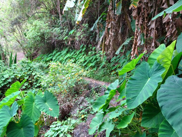 Une partir plate du sentier de descente vers la Rivière des Galets