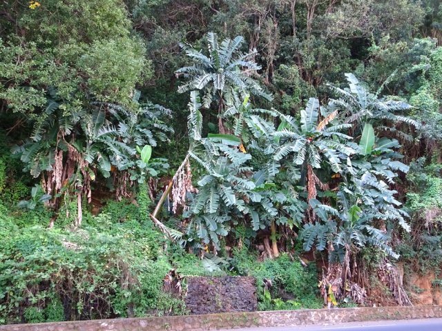 La Source Lucas entourée de bananiers