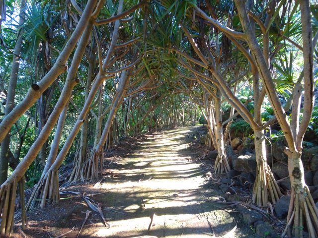 La fin de la montée s'effectue sous les pandanus