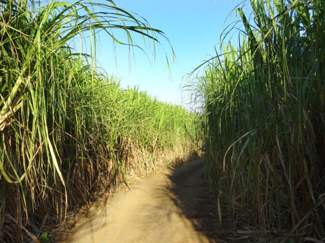 Le Chemin César est bordé de hautes cannes à sucre