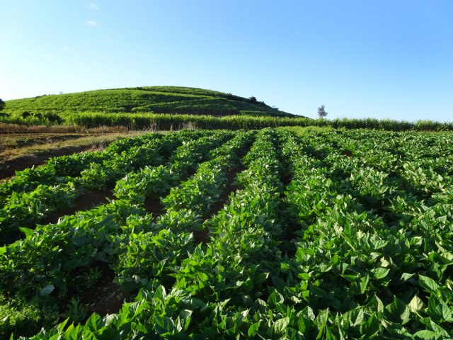 Quelques champs ne masquent pas la vue sur le Piton de Manapany
