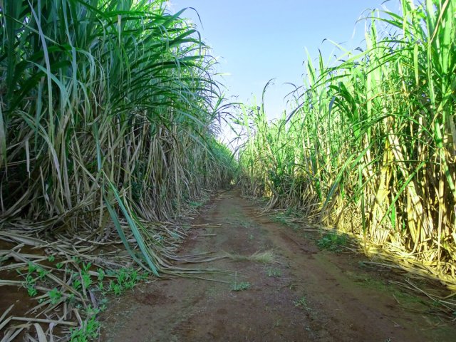 Emprunter la piste dans les cannes vers de superbes points de vue