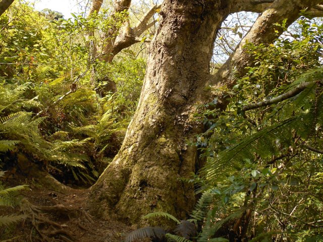 Traversée d'une zone couverte de gros platanes