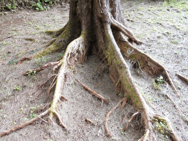 Rencontre de beaux spécimens de filaos