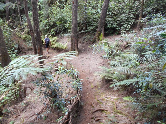 Balade sous les grands filaos
