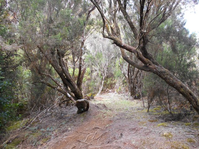 Courte zone recouverte de branles verts et gris