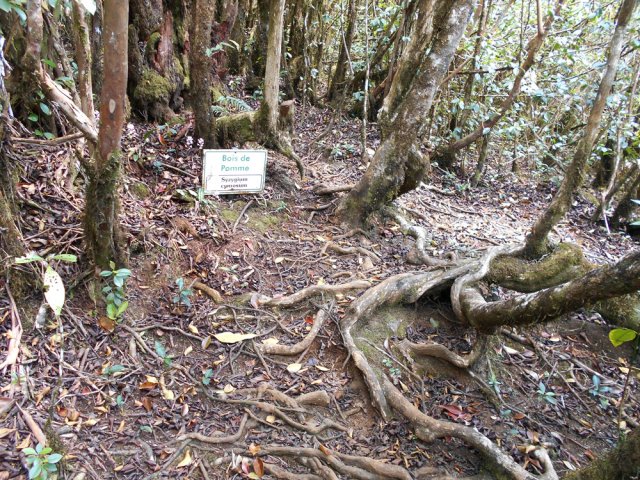 Quelques rares panneaux donnent l'illusion d'un sentier botanique