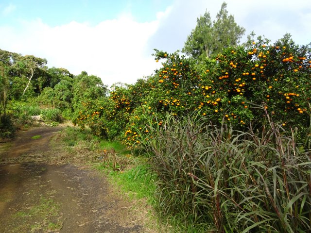 Après les serres, traverser le verger de tangors