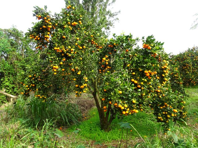 A la saison, les arbres croulent sous le poids des fruits
