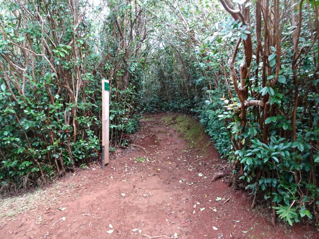 Le petit sentier entre les goyaviers rejoint le circuit des Margosiers