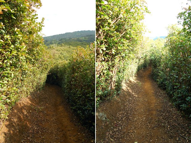 Après les marches, le cheminement est très agréable entre deux haies taillées de goyaviers