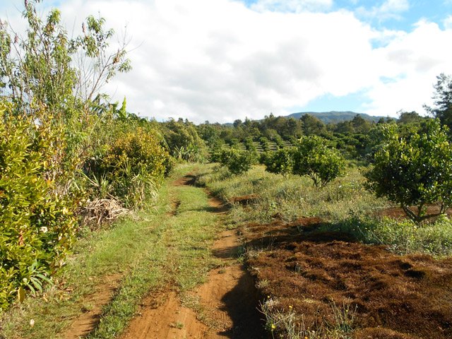 La piste qui traverse les vergers de tangors après la case de Max Fontaine