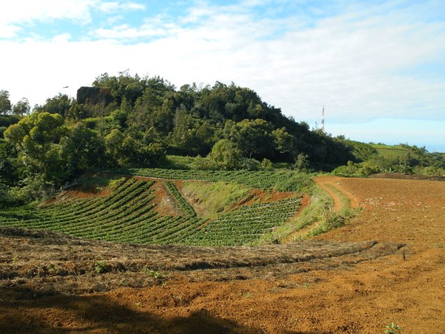 Les premières cultures de fraises rencontrées à la fin de la première boucle