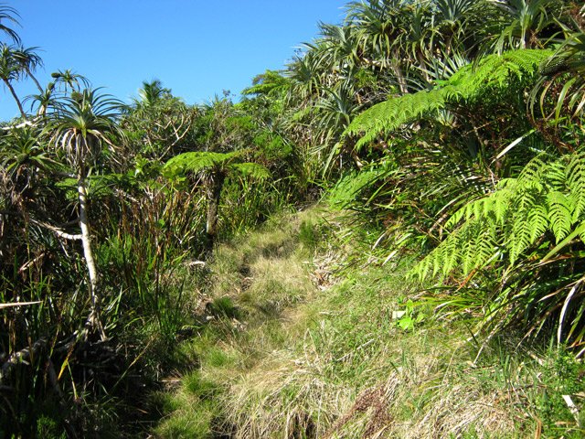 Sentier herbeux mais humide