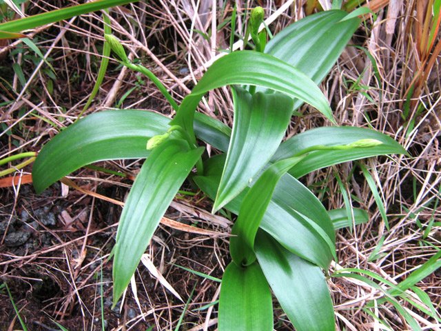 Quelques orchidées poussent plus haut que l'abri malgré le climat rude