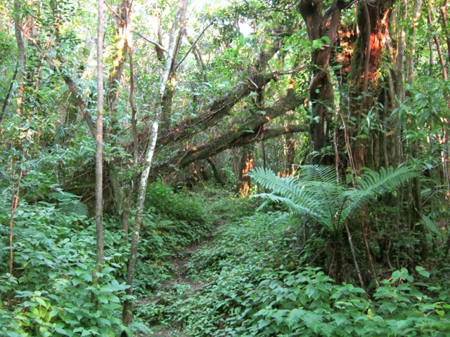 Le manque de passage aide à l'envahissement du sentier