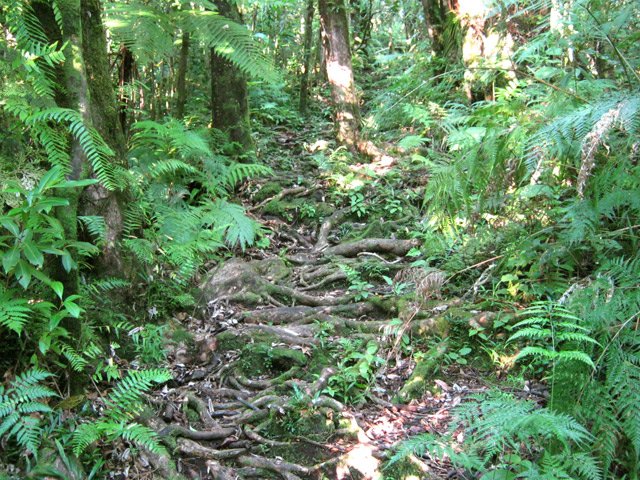 Une autre envahie de racines