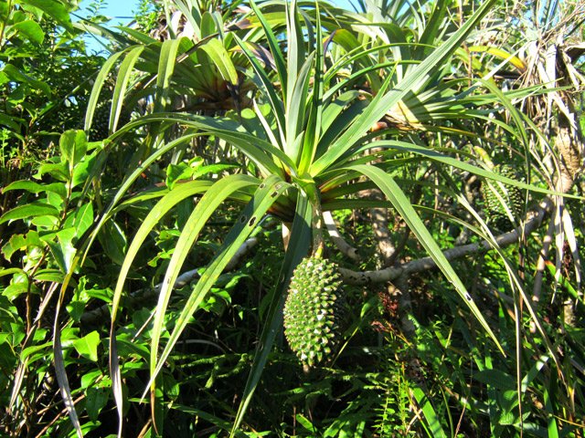 Deux variétés distinctes de pimpins durant la montée (fruit vert et fruit rouge)